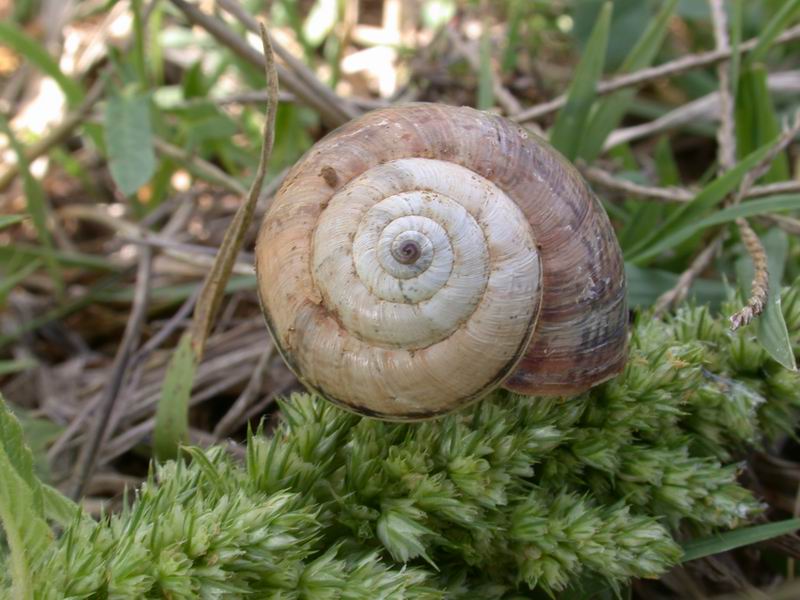 Chiocciole: Pomatias elegans e Cernuella virgata